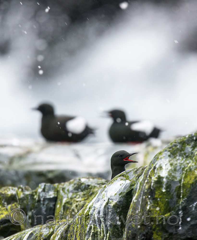 BB 15 0461 / Cepphus grylle / Teist