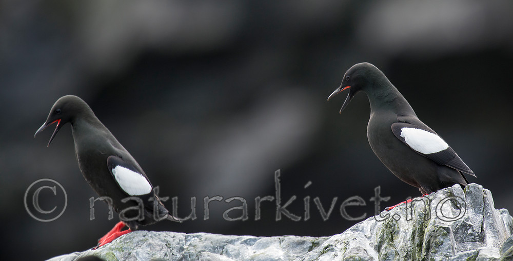 BB 15 0465 / Cepphus grylle / Teist