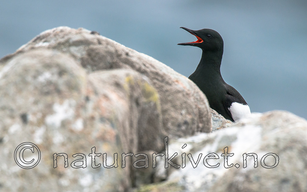 BB 15 0480 / Cepphus grylle / Teist