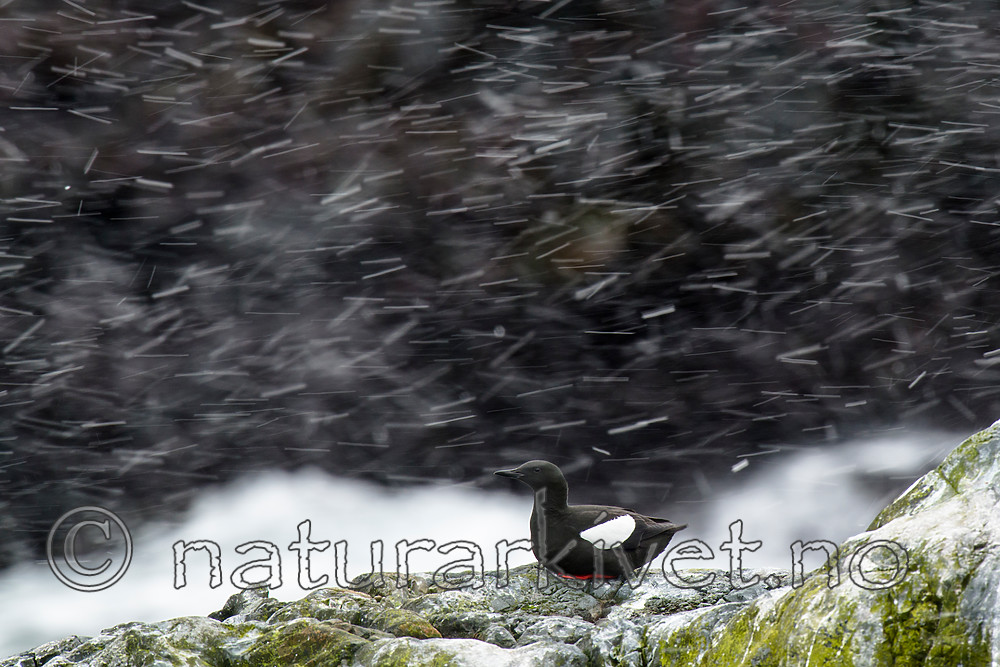 BB 15 0482 / Cepphus grylle / Teist