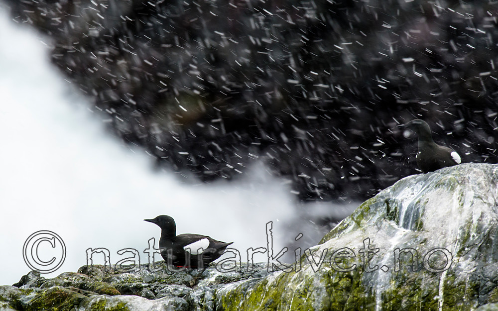 BB 15 0483 / Cepphus grylle / Teist