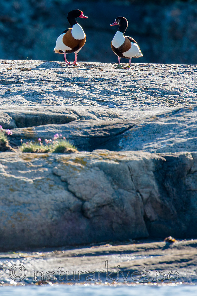 BB 15 0485 / Tadorna tadorna / Gravand