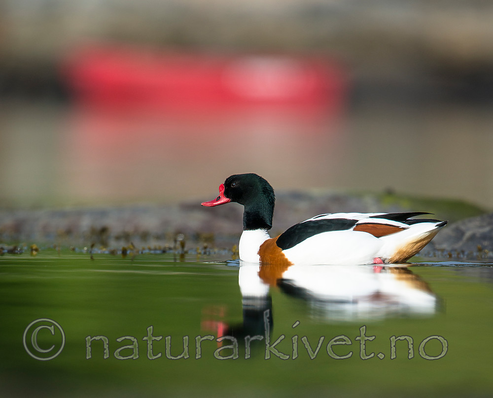 BB 15 0493 / Tadorna tadorna / Gravand