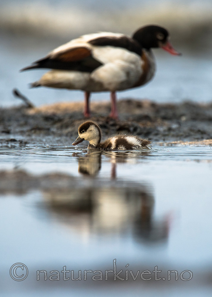 BB 15 0496 / Tadorna tadorna / Gravand