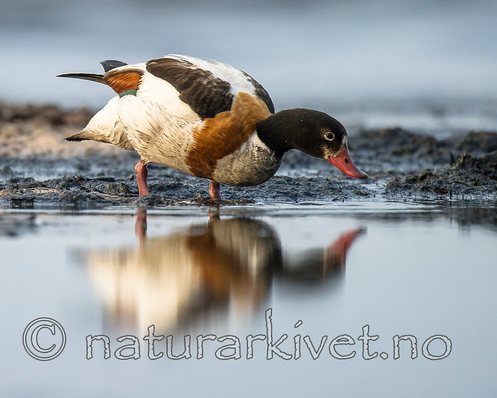 BB 15 0498 / Tadorna tadorna / Gravand