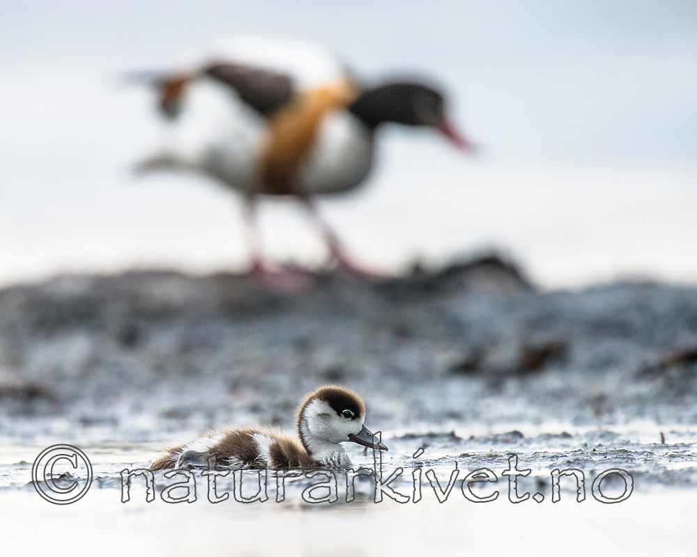 BB 15 0511 / Tadorna tadorna / Gravand