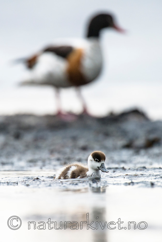 BB 15 0512 / Tadorna tadorna / Gravand