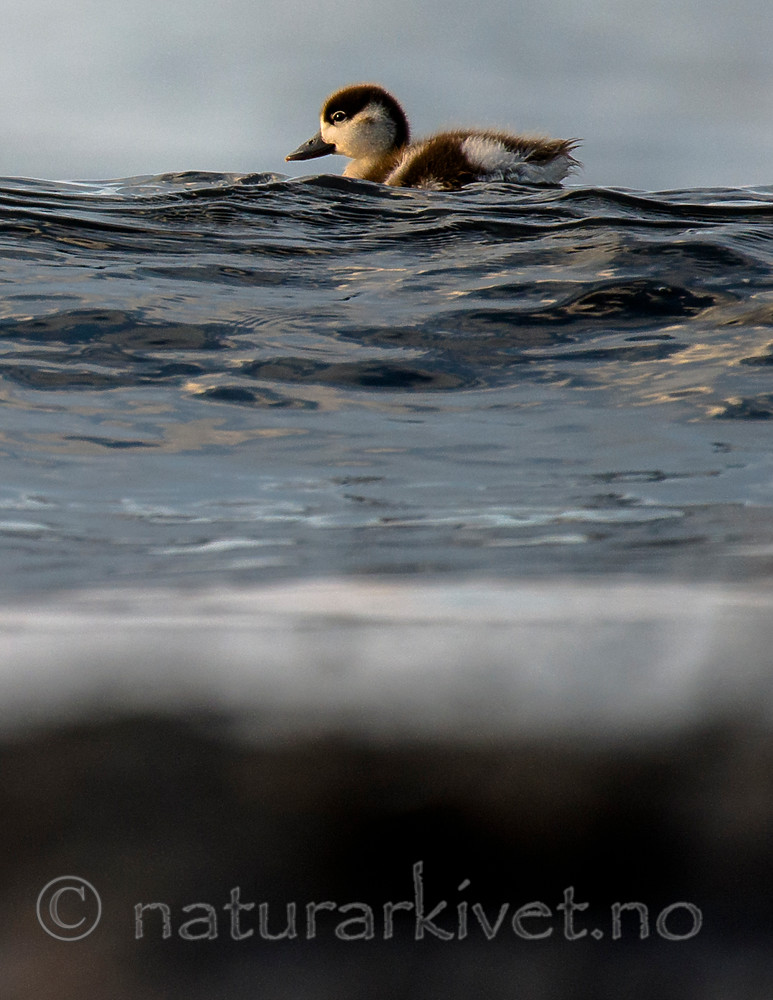 BB 15 0516 / Tadorna tadorna / Gravand