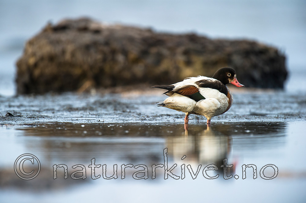 BB 15 0520 / Tadorna tadorna / Gravand