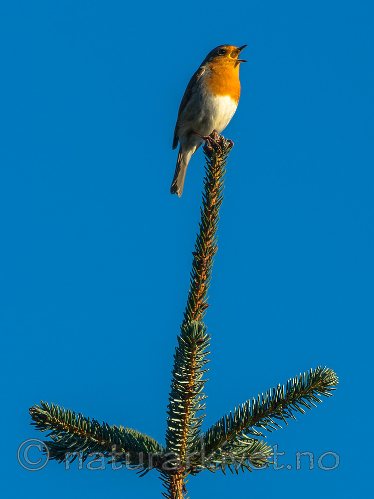 BB 15 0524 / Erithacus rubecula / Rødstrupe