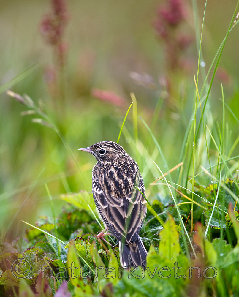 BB 15 0525 / Anthus pratensis / Heipiplerke