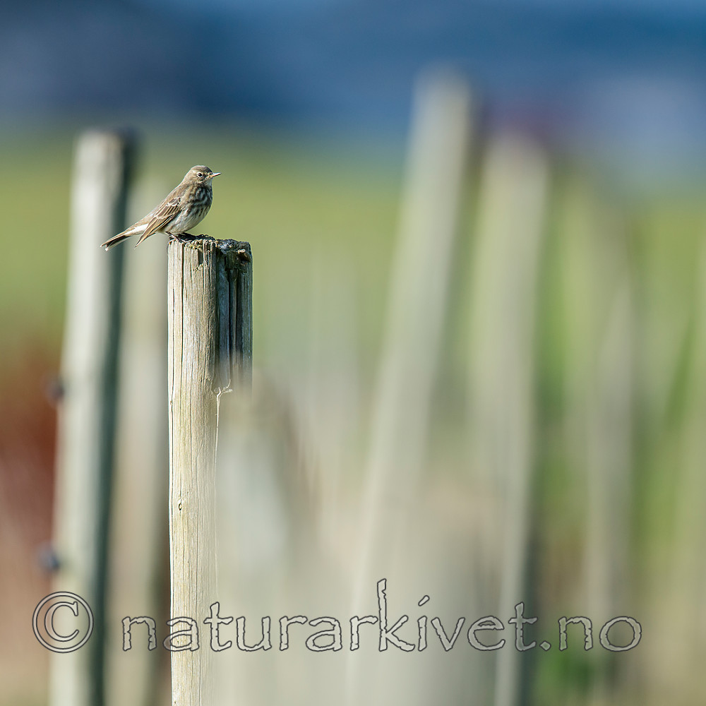 BB 15 0529 / Anthus petrosus / Skjærpiplerke