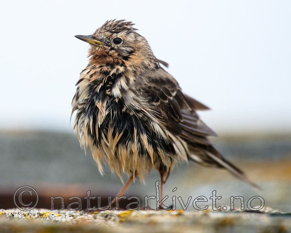 BB 15 0530 / Anthus cervinus / Lappiplerke