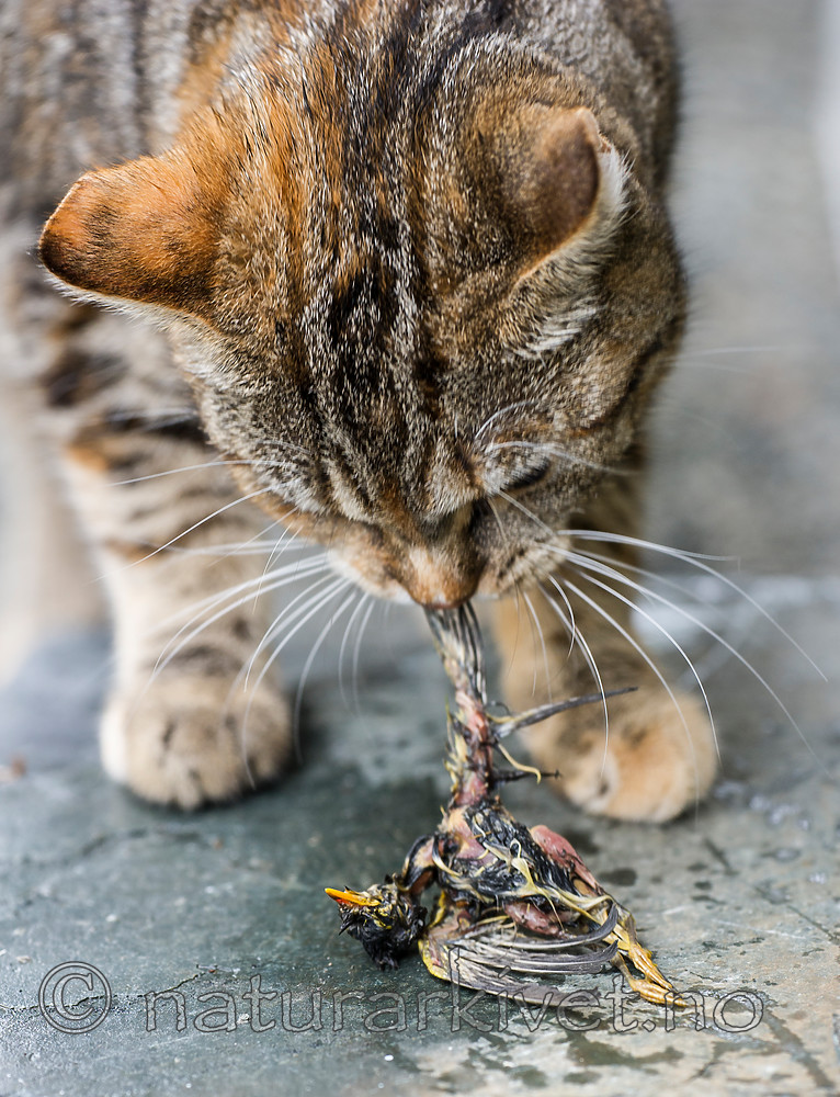 BB 15 0539 / Felis catus / Huskatt