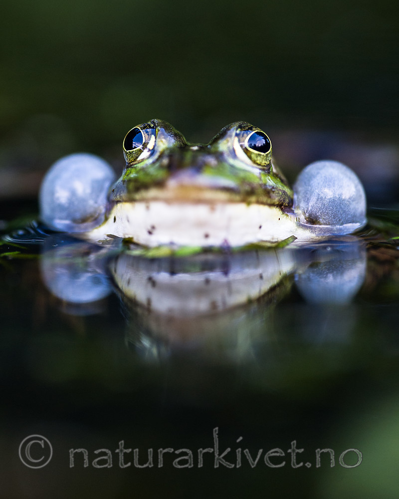 BB 15 0542 / Pelophylax esculentus / Hybridfrosk