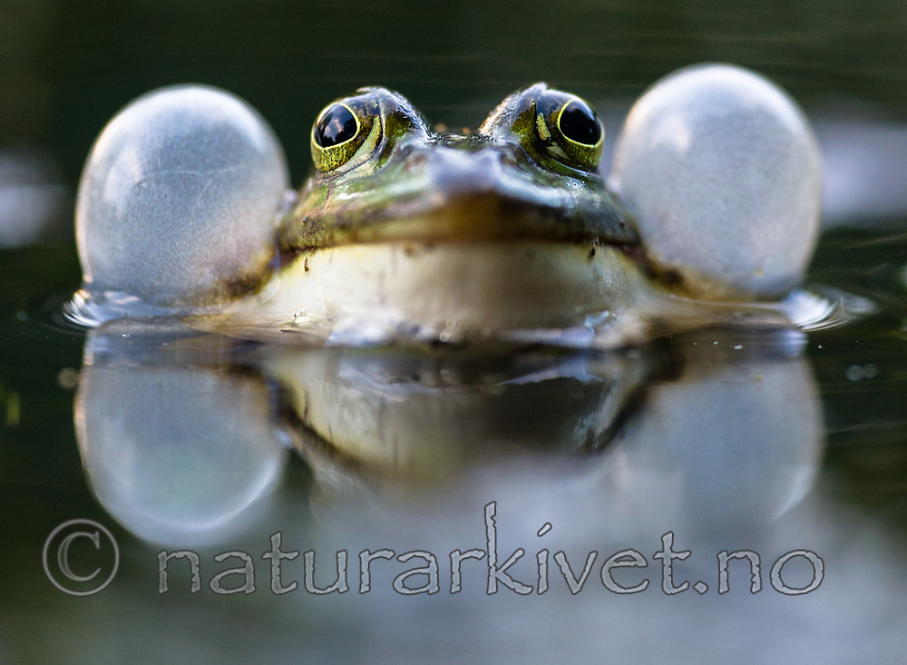 BB 15 0545 / Pelophylax esculentus / Hybridfrosk