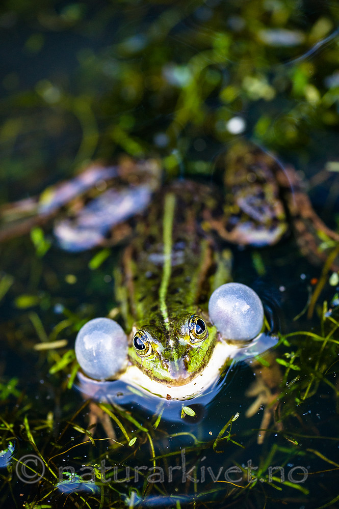 BB 15 0546 / Pelophylax esculentus / Hybridfrosk