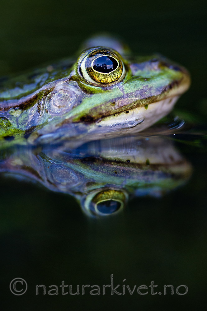 BB 15 0548 / Pelophylax esculentus / Hybridfrosk