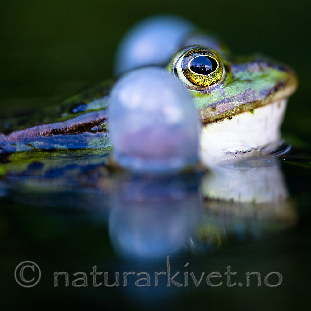 BB 15 0550 / Pelophylax esculentus / Hybridfrosk