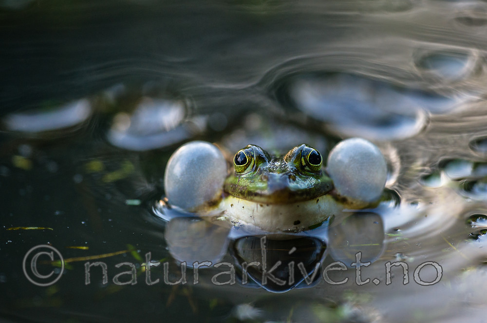 BB 15 0553 / Pelophylax esculentus / Hybridfrosk