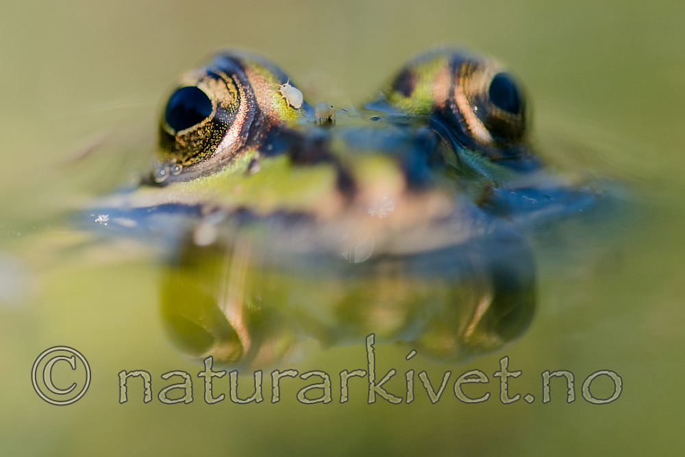 BB 15 0559 / Pelophylax esculentus / Hybridfrosk