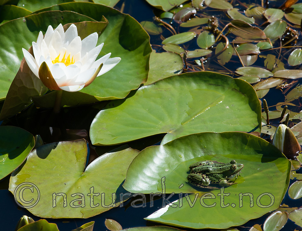 BB 15 0562 / Nymphaea candida / Kantnøkkerose <br /> Pelophylax esculentus / Hybridfrosk