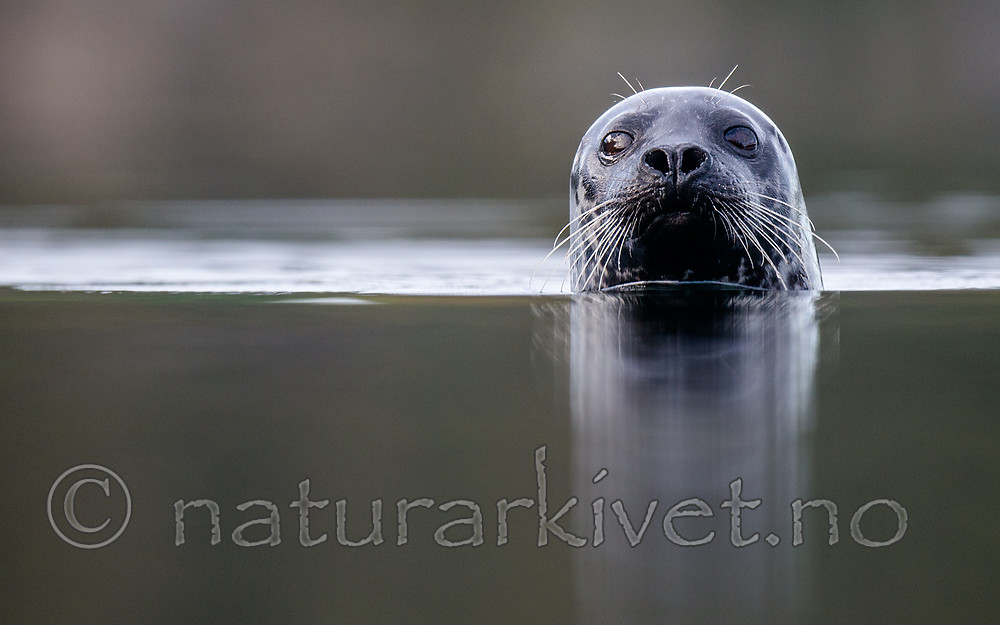 BB 15 0571 / Phoca vitulina / Steinkobbe