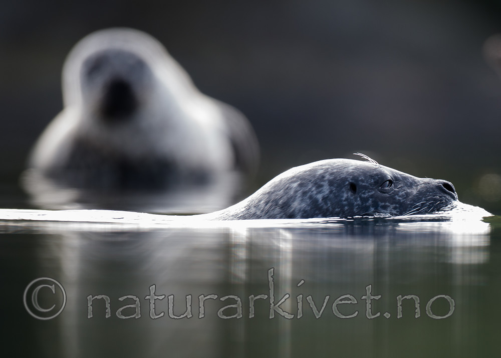 BB 15 0577 / Phoca vitulina / Steinkobbe