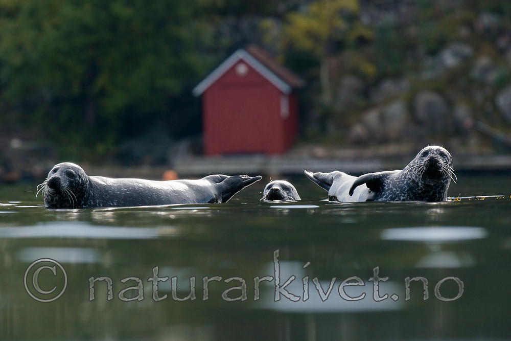 BB 15 0579 / Phoca vitulina / Steinkobbe