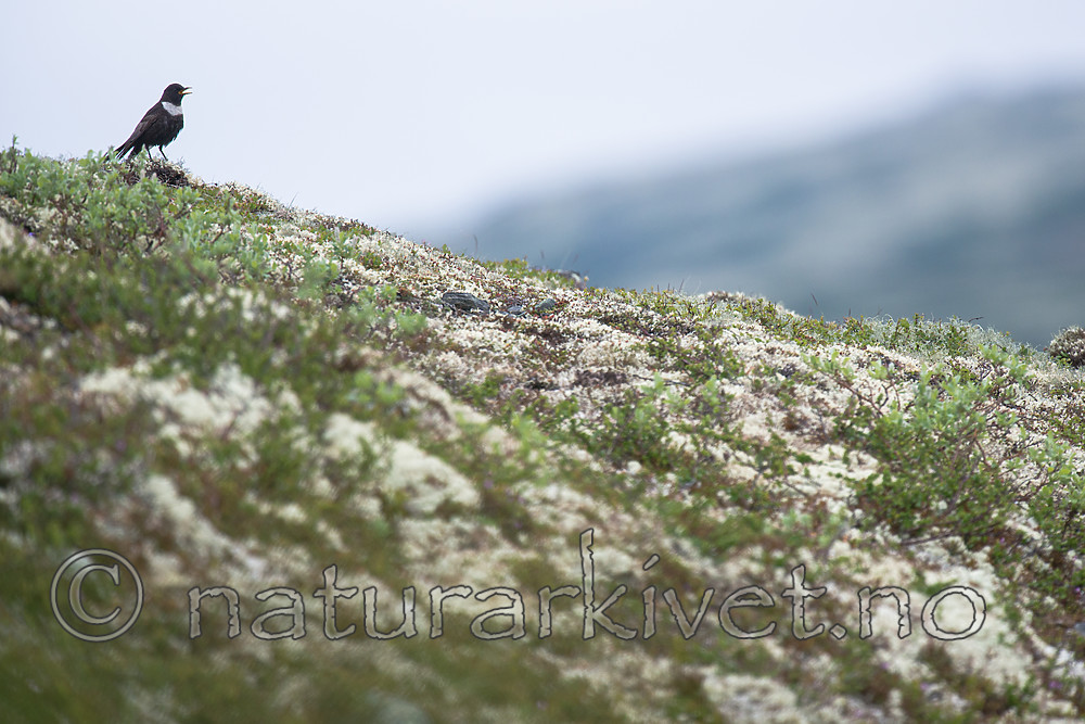BB 15 0581 / Turdus torquatus / Ringtrost