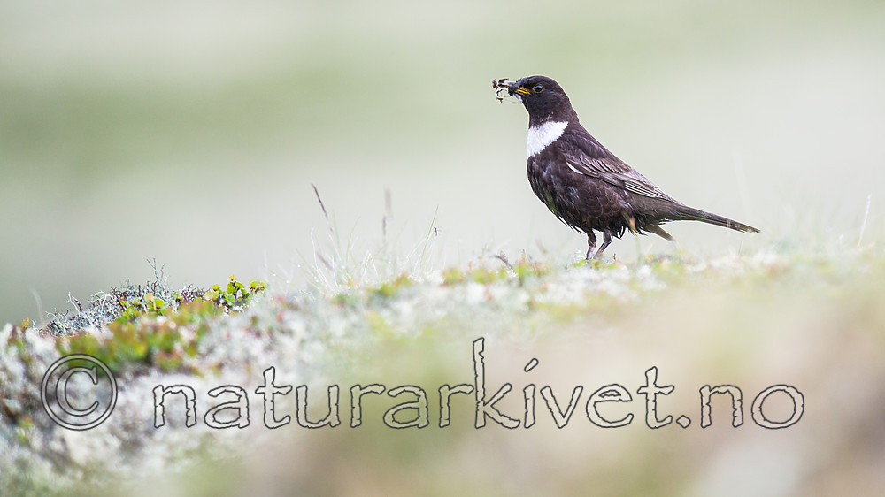 BB 15 0583 / Turdus torquatus / Ringtrost