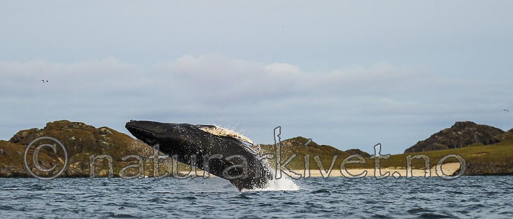 BB 15 0584 / Megaptera novaeangliae / Knølhval