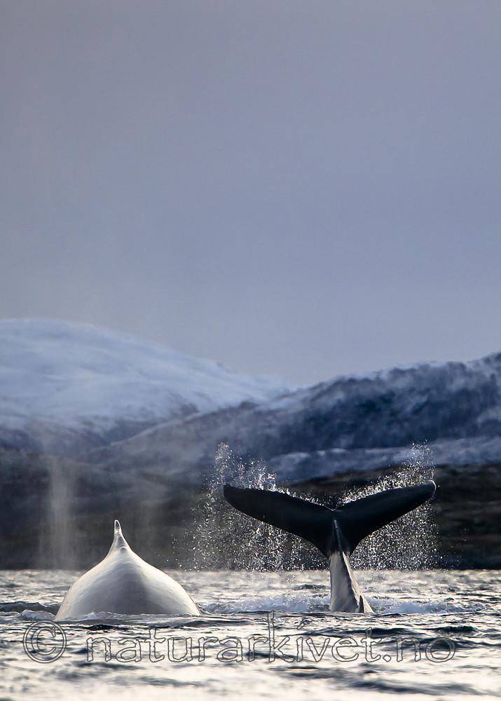 BB 15 0585 / Megaptera novaeangliae / Knølhval