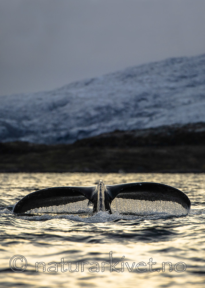 BB 15 0586 / Megaptera novaeangliae / Knølhval