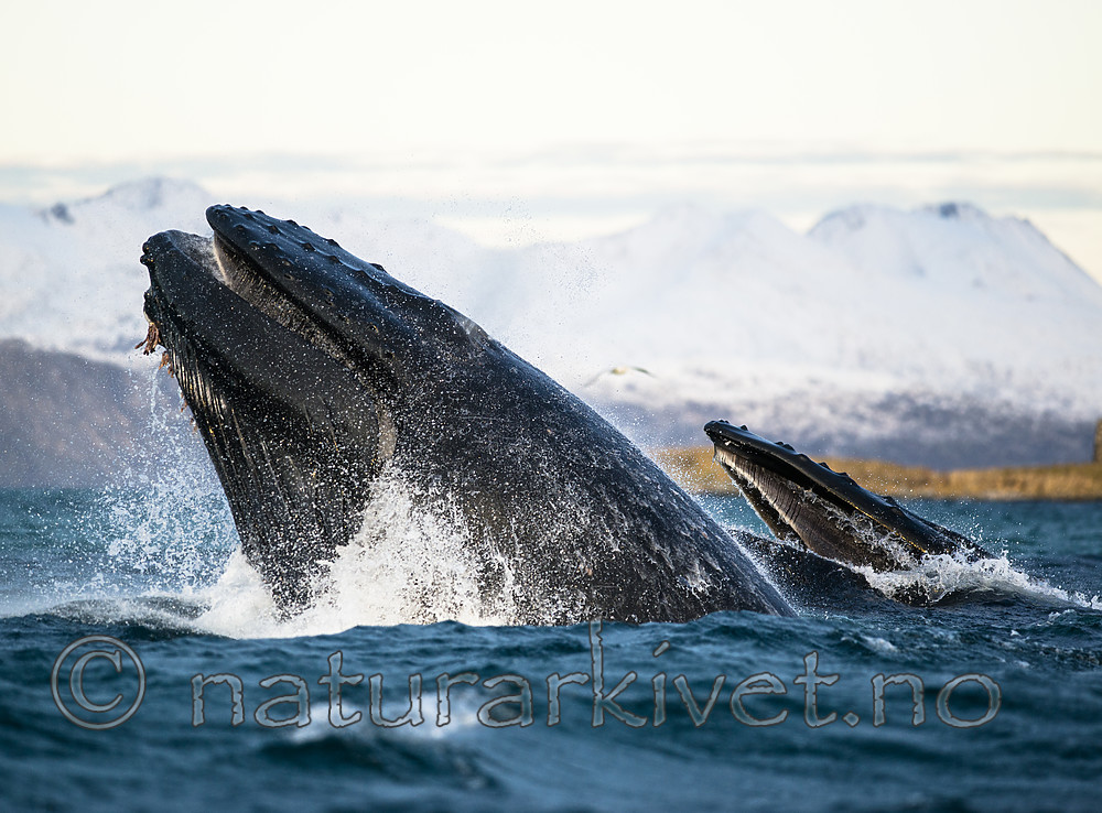 BB 15 0590 / Megaptera novaeangliae / Knølhval