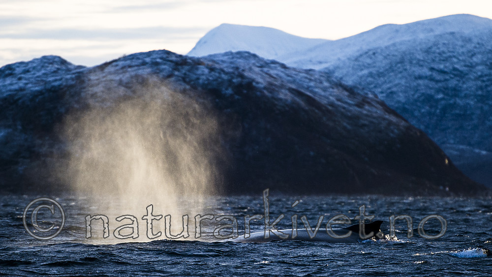 BB 15 0592 / Megaptera novaeangliae / Knølhval