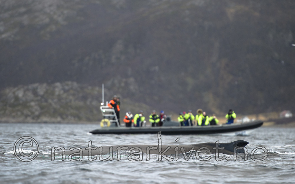 BB 15 0594 / Megaptera novaeangliae / Knølhval