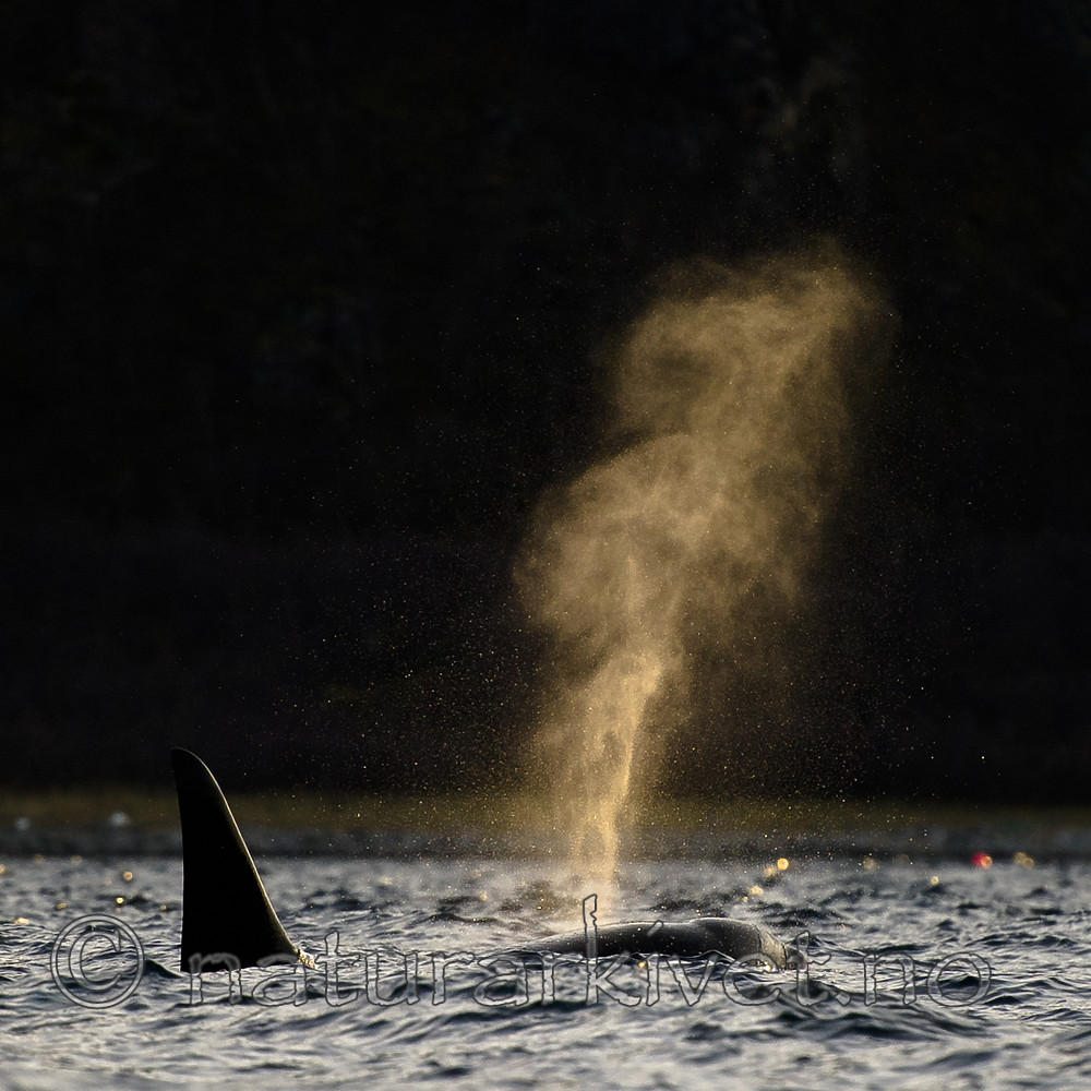 BB 15 05958 / Orcinus orca / Spekkhogger