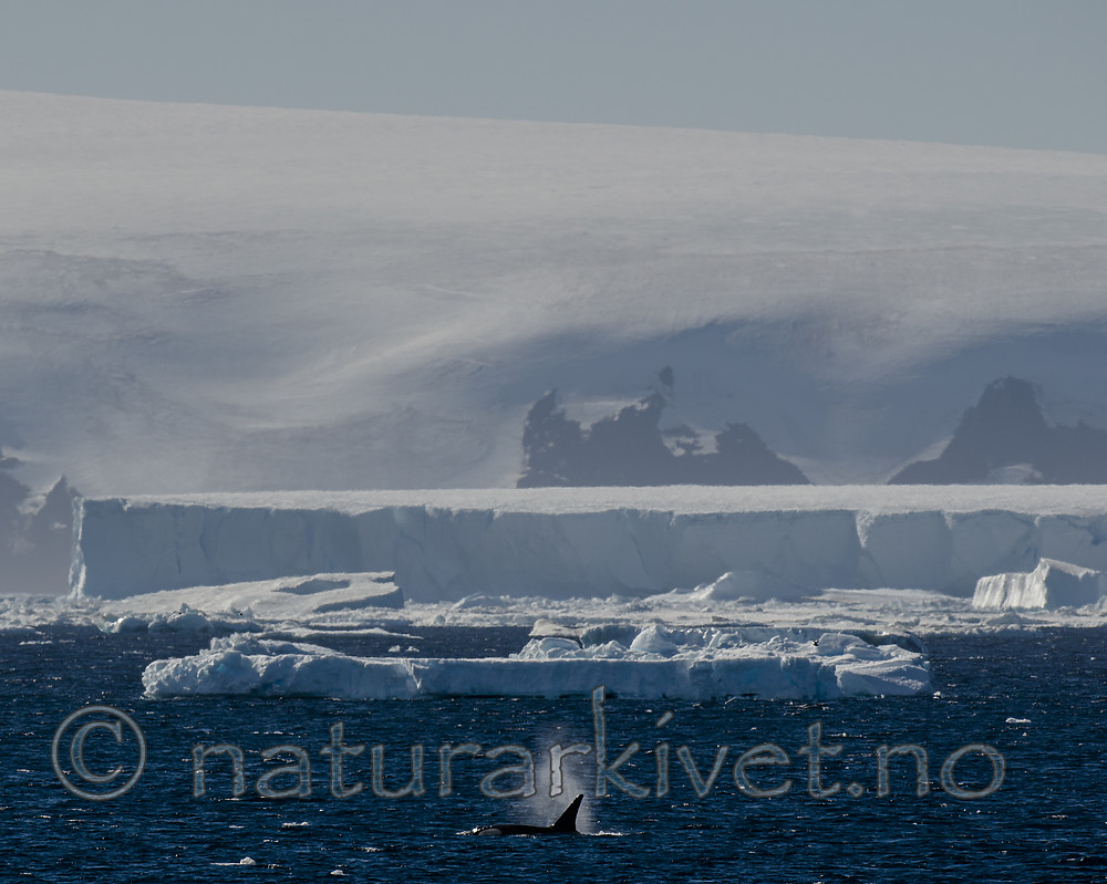 BB 15 0597 / Orcinus orca / Spekkhogger