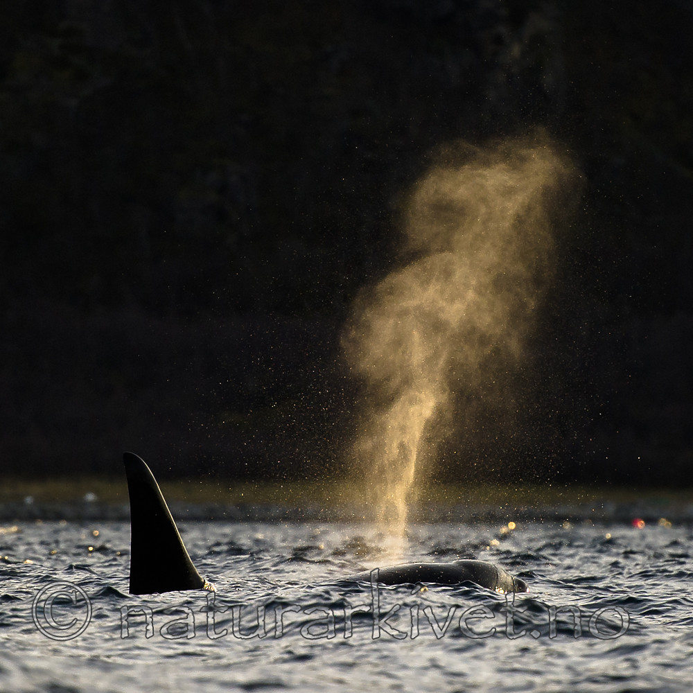 BB 15 0598 / Orcinus orca / Spekkhogger