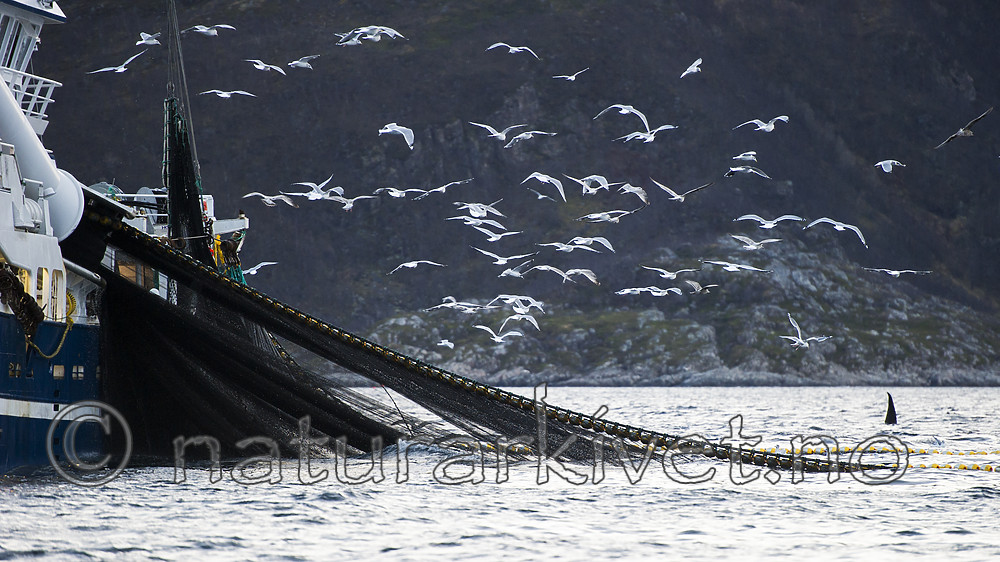 BB 15 0600 / Larus argentatus / Gråmåke
