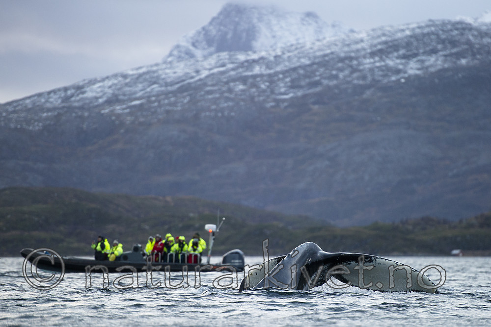 BB 15 0601 / Megaptera novaeangliae / Knølhval