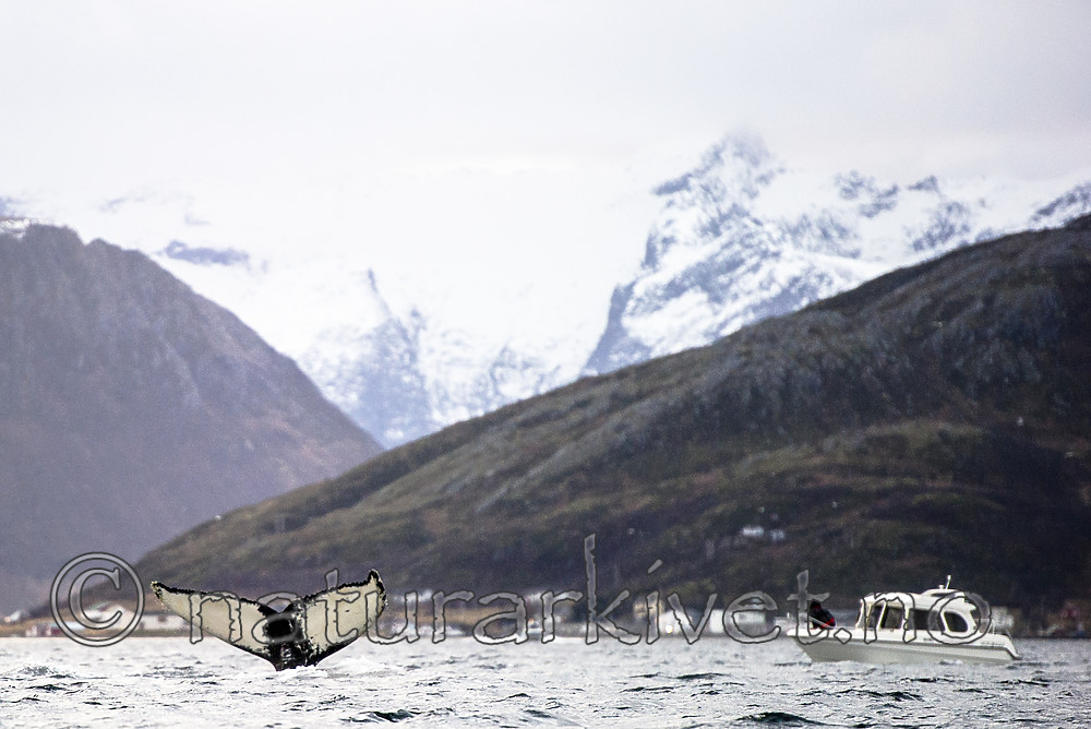 BB 15 0602 / Megaptera novaeangliae / Knølhval