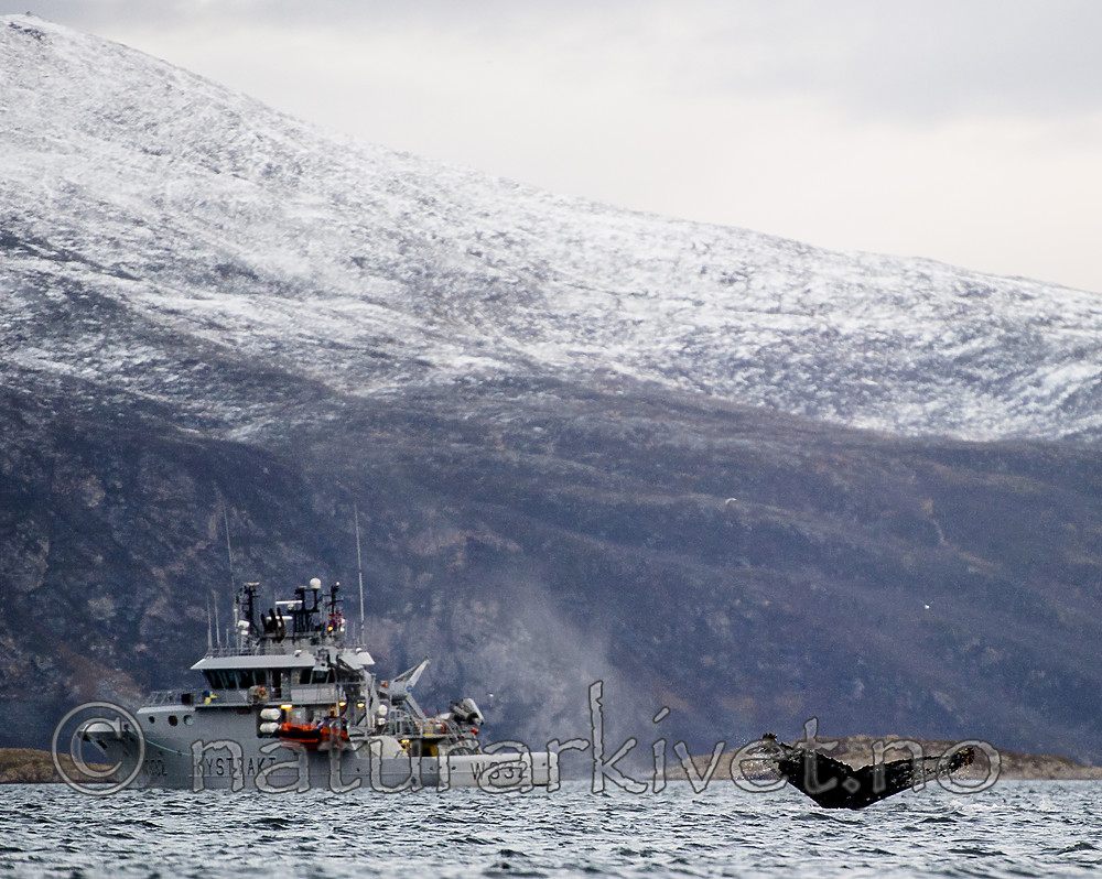 BB 15 0605 / Megaptera novaeangliae / Knølhval