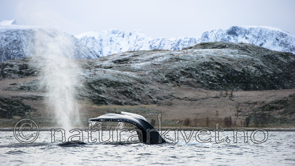 BB 15 0609 / Megaptera novaeangliae / Knølhval