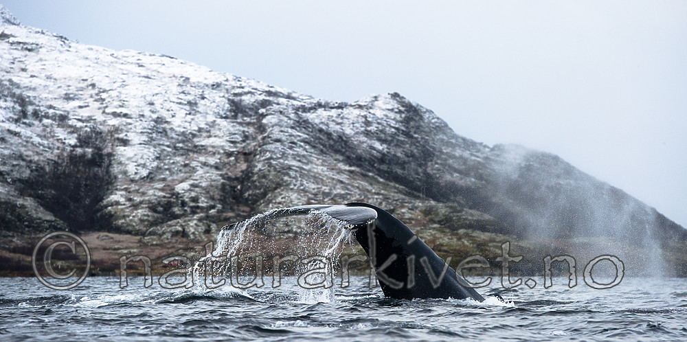 BB 15 0611 / Megaptera novaeangliae / Knølhval