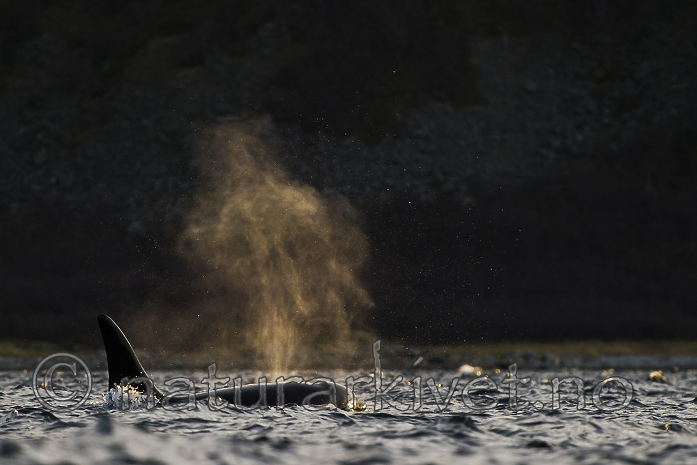 BB 15 0620 / Orcinus orca / Spekkhogger