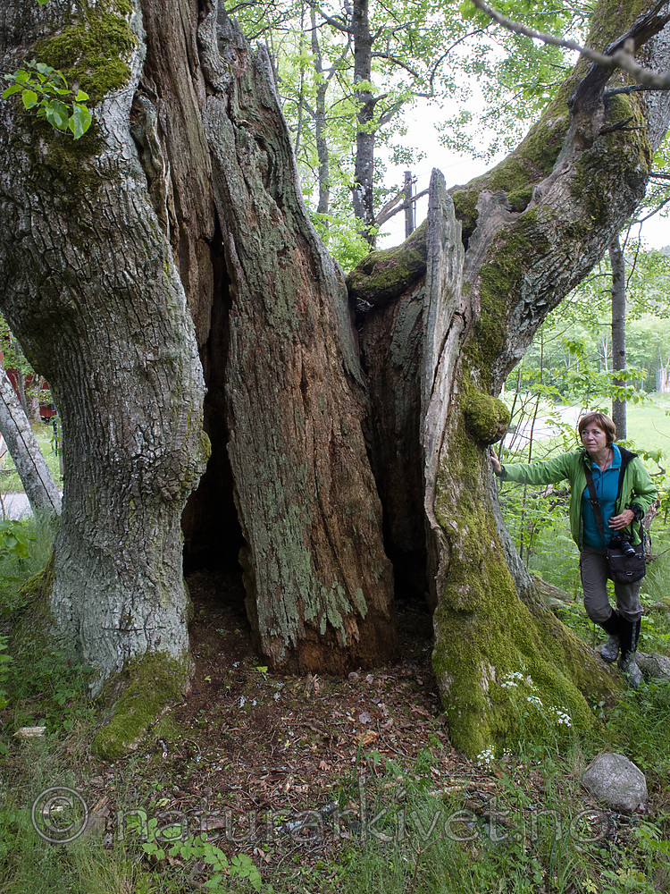 BB 15 0623 / Quercus robur / Sommereik