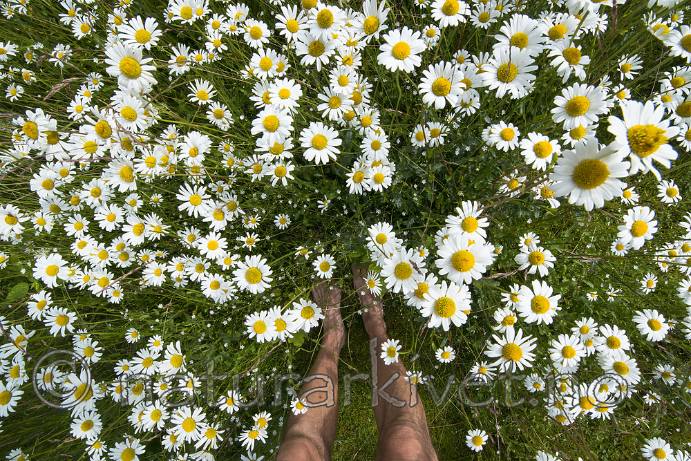 BB 15 0627 / Leucanthemum vulgare / Prestekrage