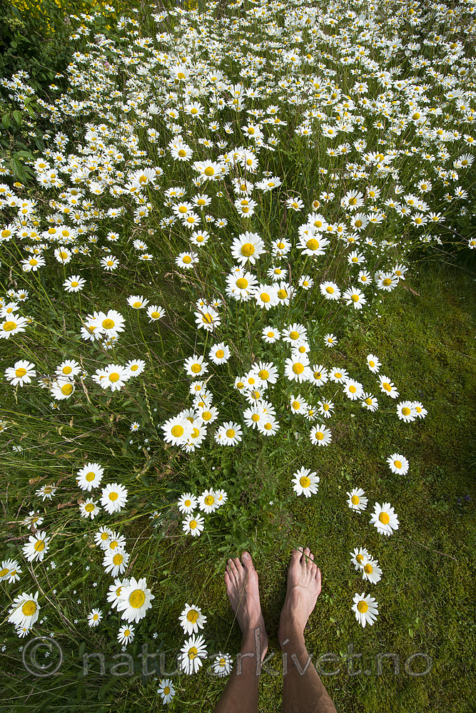 BB 15 0630 / Leucanthemum vulgare / Prestekrage